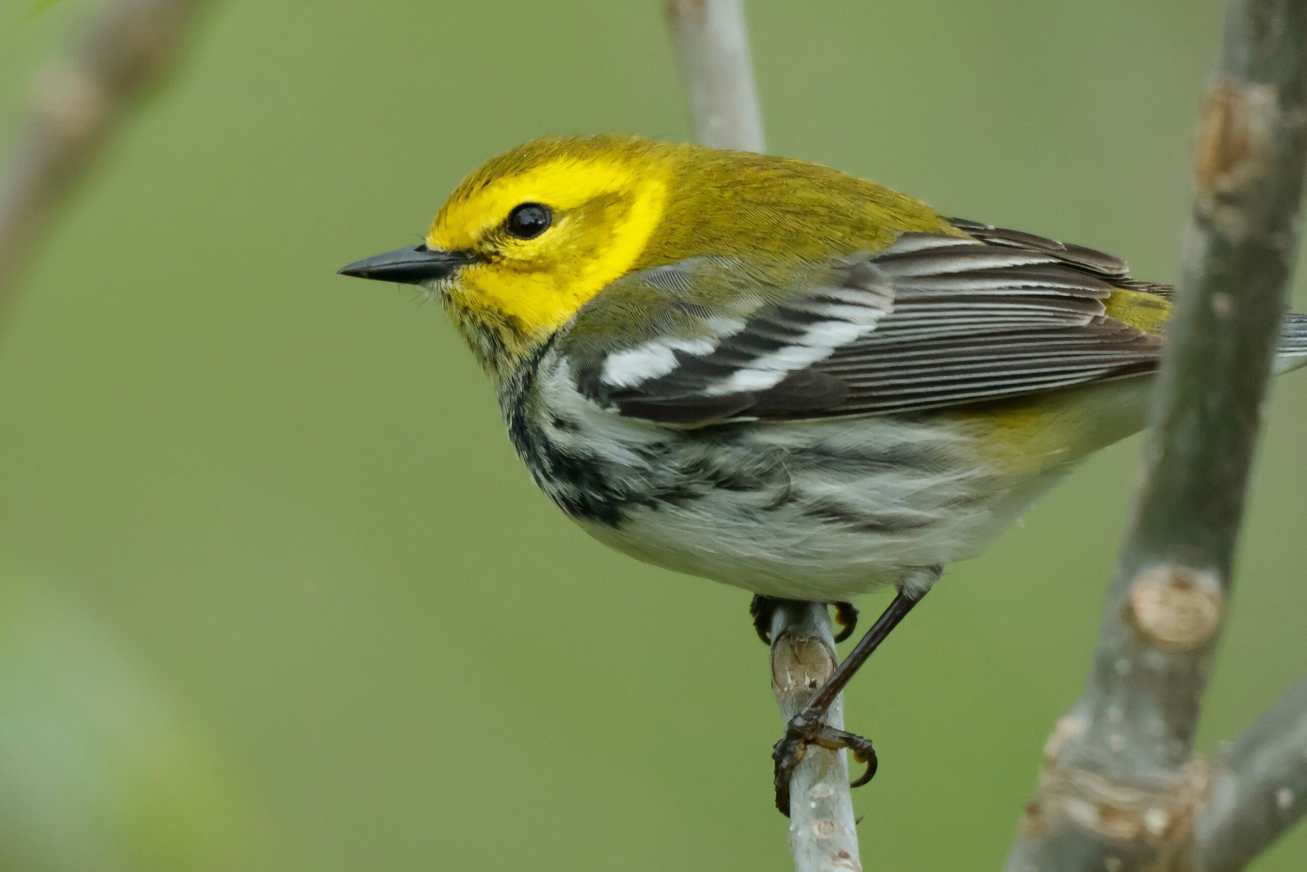 warbler
