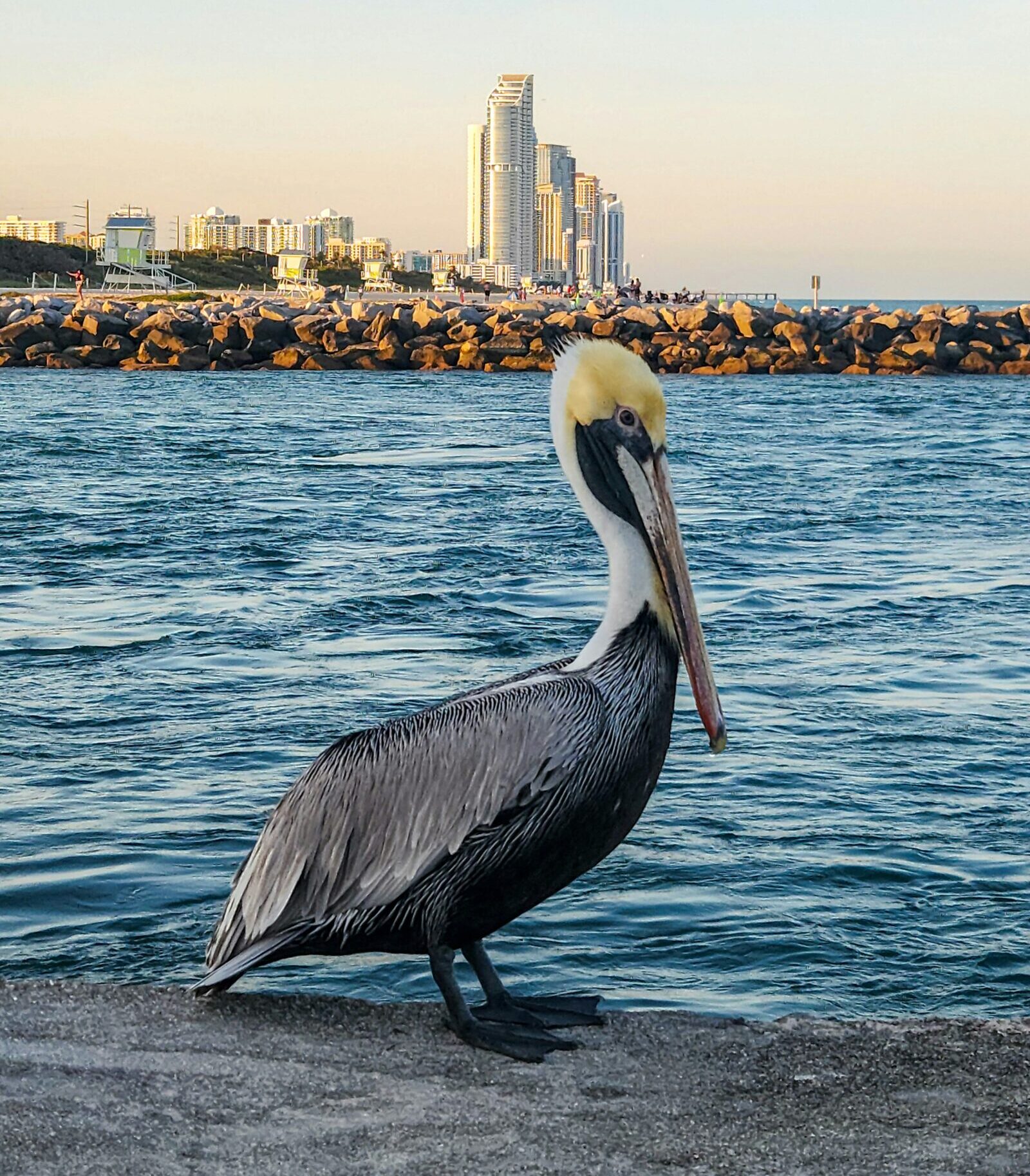 Haulover Beach